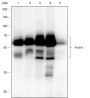 Anti-Paxillin Rabbit mAb