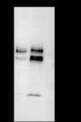 Anti-Paxillin Rabbit mAb