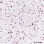 Anti-Cyclin D1 Rabbit mAb