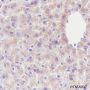 Anti-GOT2 Rabbit mAb