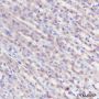 Anti-GOT2 Rabbit mAb