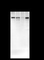 Anti-IL-12RB1 Mouse mAb