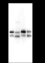 Anti-SIRT2 Mouse mAb