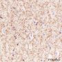 Anti-SIRT2 Mouse mAb