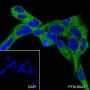 Anti-SIRT2 Mouse mAb