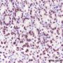 Anti-SUMO-1 Rabbit mAb (C-terminal)