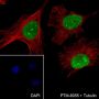 Anti-SUMO-1 Rabbit mAb (C-terminal)