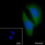 Anti-STAT6 Rabbit mAb