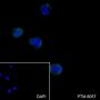 Anti-STAT6 Rabbit mAb