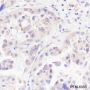 Anti-ASNA1 Mouse mAb