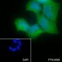 Anti-ASNA1 Mouse mAb