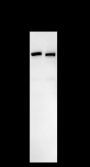 Anti-TFIP11 Mouse mAb
