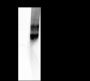 Anti-Phospho-FGFR1 (Tyr653/654) Mouse mAb