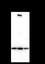 Anti-MESDC2 Mouse mAb