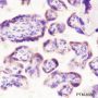 Anti-MESDC2 Mouse mAb
