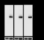 Anti-DYKDDDDK Tag Mouse mAb (Binds to FLAG® Tag Sequence)