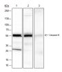Anti-Caspase-8 Rabbit mAb