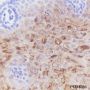 Anti-Keratin 4 Rabbit mAb