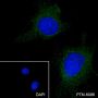 Anti-Keratin 4 Rabbit mAb