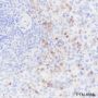 Anti-CD11b Rabbit mAb