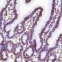 Anti-CENP-A Rabbit mAb
