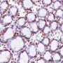 Anti-CENP-A Rabbit mAb