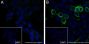 Anti-RANKL Mouse mAb