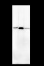 Anti-ASGR1 Mouse mAb