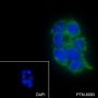 Anti-ASGR1 Mouse mAb