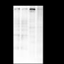 Anti-Huntingtin Mouse mAb