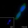 Anti-Huntingtin Mouse mAb