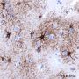 Anti-GFAP Rabbit mAb