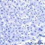 Anti-GFAP Rabbit mAb
