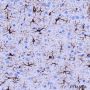 Anti-GFAP Rabbit mAb