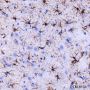 Anti-GFAP Rabbit mAb