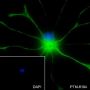 Anti-GFAP Rabbit mAb