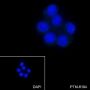 Anti-GFAP Rabbit mAb