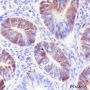 Anti-Serum Amyloid P / SAP Rabbit mAb