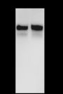 Anti-CD44 Rabbit mAb