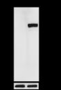 Anti-CD44 Rabbit mAb