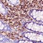 Anti-CD44 Rabbit mAb