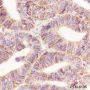 Anti-CD44 Rabbit mAb