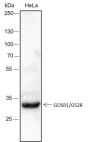 Anti-GOSR1/GS28 Rabbit mAb