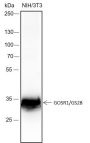 Anti-GOSR1/GS28 Rabbit mAb