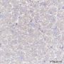 Anti-HSP60 Mouse mAb