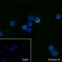 Anti-IL-12 Rabbit mAb