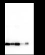 Anti-Monomethyl-Histone H3 (Lys4) Rabbit mAb