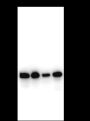 Anti-PHB1 Rabbit mAb