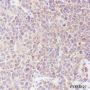Anti-Smac/Diablo Rabbit mAb