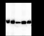 Anti-NPM1 Rabbit mAb